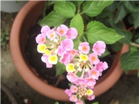 90a3a84d-Picture 010.jpg